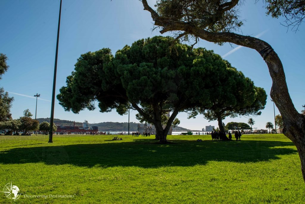 Peaceful tree