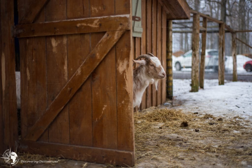 Sugar Shack