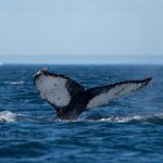 Whale watching Zodiac